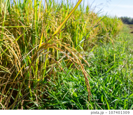Rice in the field Rice in the field 107401309
