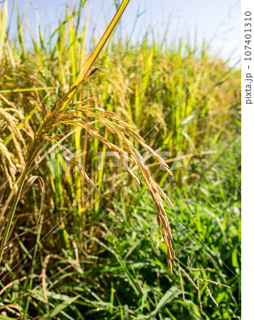 Rice in the field 107401310