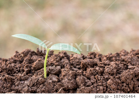 Green seedling growing out of soil in sunshine 107401464