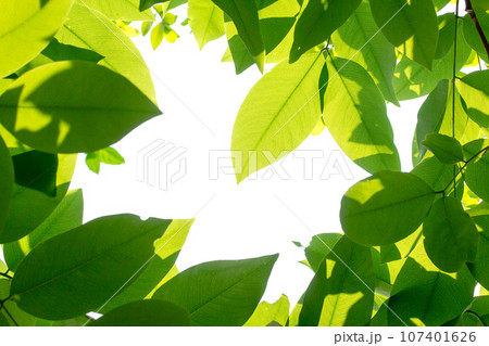 Green leaves with sun on white background Green leaves with sun on white background 107401626