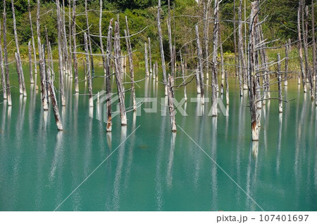 【動画あり】白金青い池（北海道上川郡美瑛町） 107401697