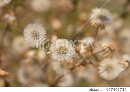 Dandelion fluff in the meadow 107401752