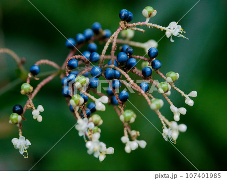 ツユクサ科ヤブミョウガの花と果実 ツユクサ科ヤブミョウガの花と果実 107401985