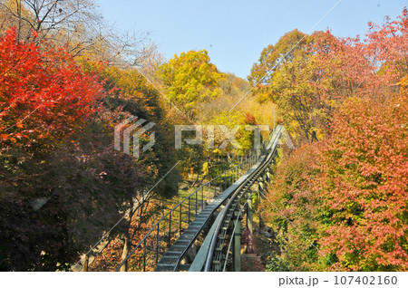 Hwadam Forest Botanic Garden small shuttle train car metal railway to Red Orange maple leaves trees in deep forest with beautiful colourful Autumn foliage trees scenery. 107402160