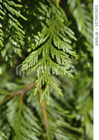 Western Red Cedar Western Red Cedar 107402601