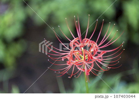 秋の船岡城址公園 満開のヒガンバナ しばた曼珠沙華まつり 宮城県柴田町 秋の船岡城址公園 満開のヒガンバナ しばた曼珠沙華まつり 宮城県柴田町 107403044