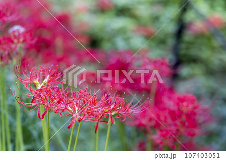 秋の船岡城址公園 満開のヒガンバナ しばた曼珠沙華まつり 宮城県柴田町 秋の船岡城址公園 満開のヒガンバナ しばた曼珠沙華まつり 宮城県柴田町 107403051