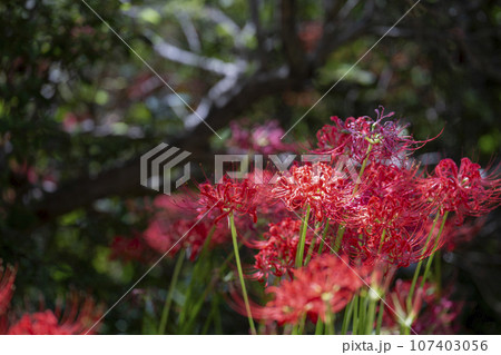 秋の船岡城址公園　満開のヒガンバナ　しばた曼珠沙華まつり　宮城県柴田町 107403056