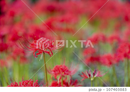 秋の船岡城址公園　満開のヒガンバナ　しばた曼珠沙華まつり　宮城県柴田町 107403083
