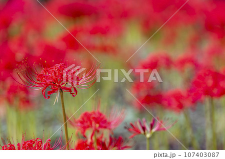 秋の船岡城址公園　満開のヒガンバナ　しばた曼珠沙華まつり　宮城県柴田町 107403087