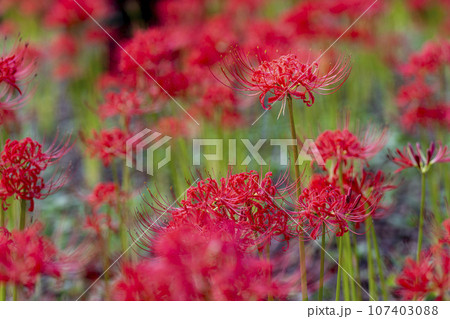 秋の船岡城址公園　満開のヒガンバナ　しばた曼珠沙華まつり　宮城県柴田町 107403088