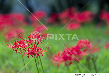 秋の船岡城址公園　満開のヒガンバナ　しばた曼珠沙華まつり　宮城県柴田町 107403096