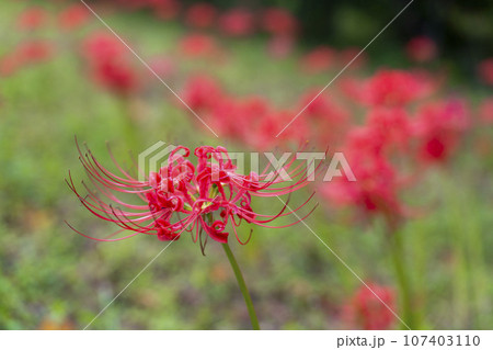 秋の船岡城址公園　満開のヒガンバナ　しばた曼珠沙華まつり　宮城県柴田町 107403110