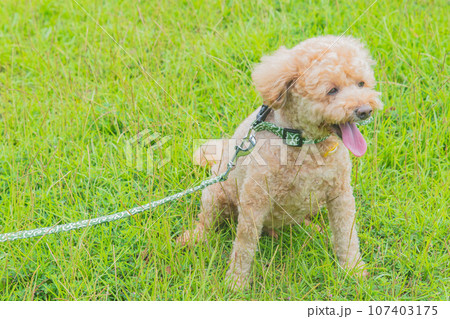 犬と散歩 107403175