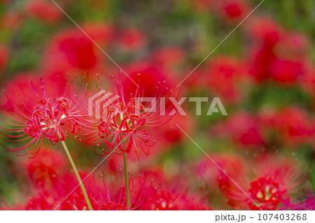 秋の船岡城址公園　満開のヒガンバナ　しばた曼珠沙華まつり　宮城県柴田町 107403268