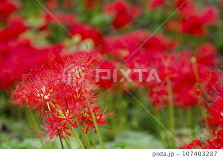 秋の船岡城址公園　満開のヒガンバナ　しばた曼珠沙華まつり　宮城県柴田町 107403287