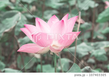 Nelumbo nucifera pink in nature Nelumbo nucifera pink in nature 107403305