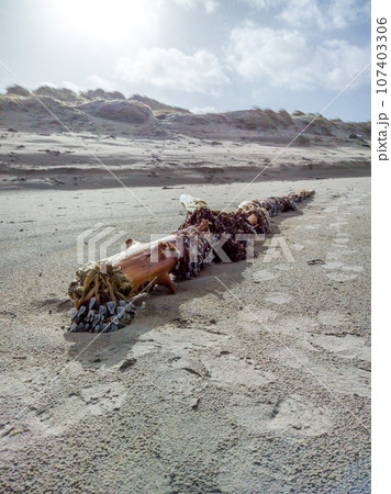 Goose barnacles, stalked barnacles, gooseneck barnacles on wooden post on beach in Ireland 107403306