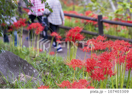 秋の船岡城址公園　満開のヒガンバナ　しばた曼珠沙華まつり　宮城県柴田町 107403309