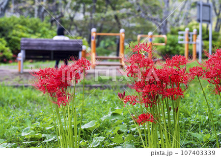 秋の船岡城址公園 満開のヒガンバナ しばた曼珠沙華まつり 宮城県柴田町 秋の船岡城址公園 満開のヒガンバナ しばた曼珠沙華まつり 宮城県柴田町 107403339