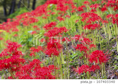 秋の船岡城址公園 満開のヒガンバナ しばた曼珠沙華まつり 宮城県柴田町 秋の船岡城址公園 満開のヒガンバナ しばた曼珠沙華まつり 宮城県柴田町 107403340