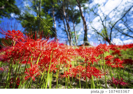 秋の船岡城址公園　満開のヒガンバナ　しばた曼珠沙華まつり　宮城県柴田町 107403367