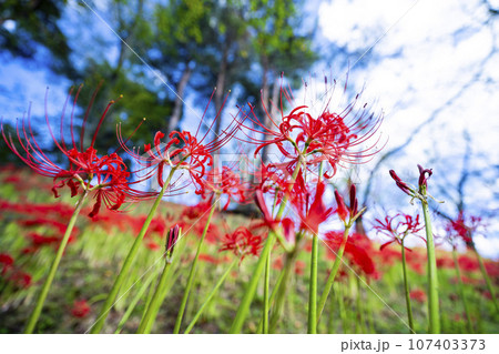 秋の船岡城址公園　満開のヒガンバナ　しばた曼珠沙華まつり　宮城県柴田町 107403373