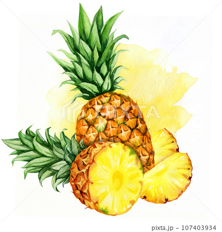 watercolor hand drawn illustration of pineapple with half and slices ripe pineapple, sketch of tropical fruit, food illustration isolated on watercolor background watercolor hand drawn illustration of pineapple with half and slices ripe pineapple, sketch of tropical fruit, food illustration isolated on watercolor background 107403934