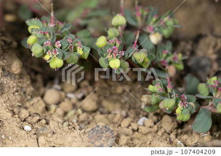 アレチニシキソウ 107404209