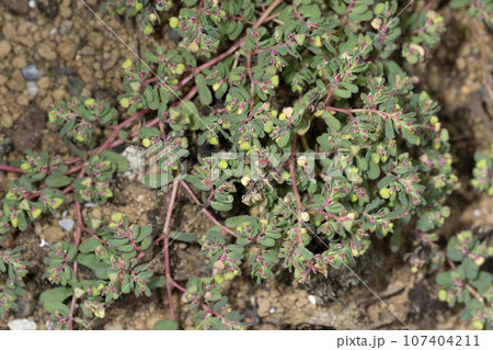 アレチニシキソウ アレチニシキソウ 107404211