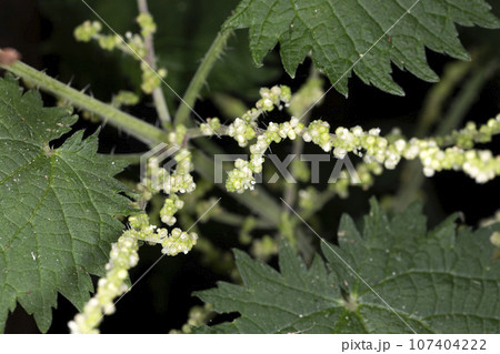 イラクサ 107404222