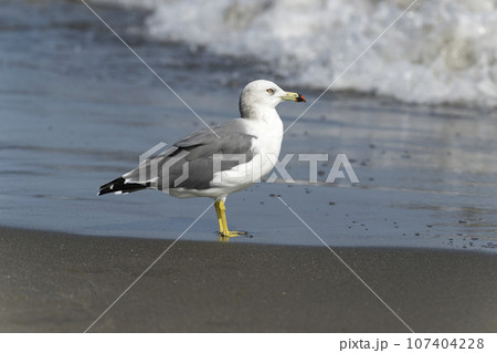 ウミネコ ウミネコ 107404228