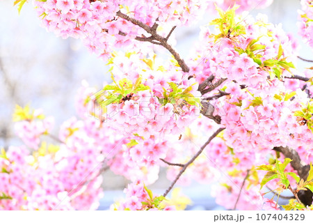 春、満開のサクラ 春、満開のサクラ 107404329