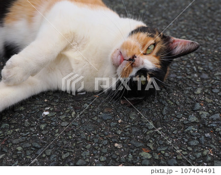 木陰で休む猫 107404491