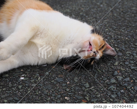 木陰で休む猫 107404492