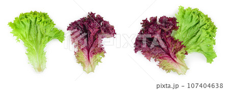 fresh red coral and green salad or lettuce isolated on the white background. Top view. Flat lay fresh red coral and green salad or lettuce isolated on the white background. Top view. Flat lay 107404638