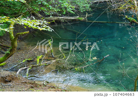 青森県深浦町にある、津軽国定公園、十二湖の沸壺の池 107404663