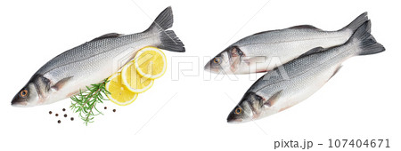 Sea bass fich isolated on white background with full depth of field. Top view. Flat lay Sea bass fich isolated on white background with full depth of field. Top view. Flat lay 107404671