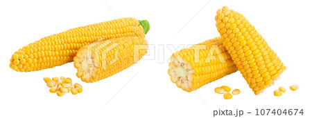 ear of corn isolated on a white background with full depth of field 107404674
