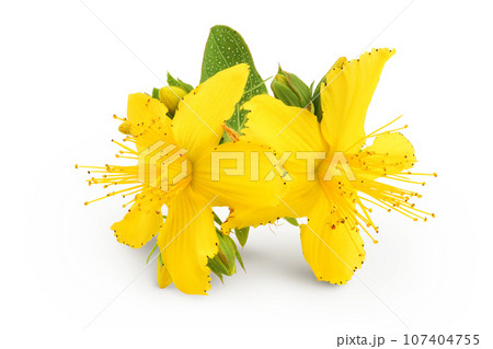 saint john's wort or Hypericum flowers isolated on white background 107404755