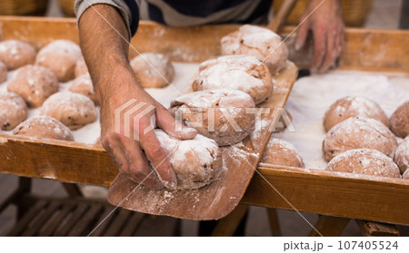 Wheat dough shaped into loaves arranged in rows on the table before baking Wheat dough shaped into loaves arranged in rows on the table before baking 107405524