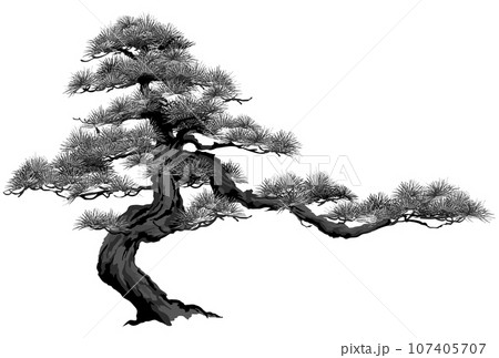 松 老松 盆栽 モノクロ 松 老松 盆栽 モノクロ 107405707