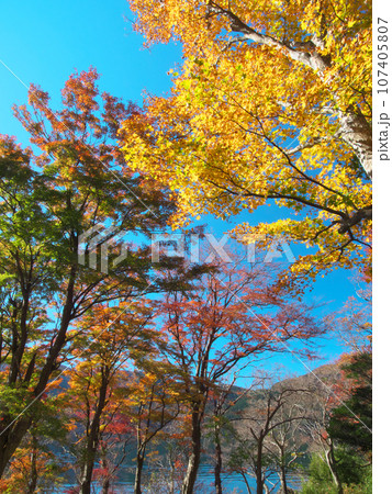【神奈川県箱根町・2022年11月】箱根・芦ノ湖畔の鮮やかな紅葉　自然風景 107405807