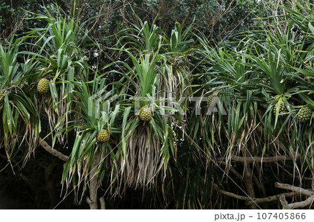 アダンの実 アダンの実 107405866