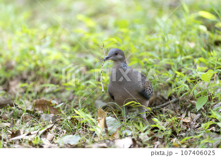 キジバト 107406025
