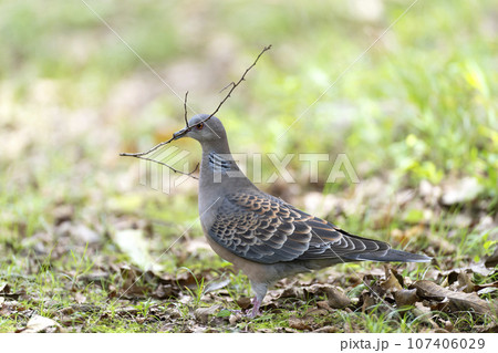 キジバト 107406029