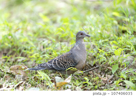 キジバト 107406035