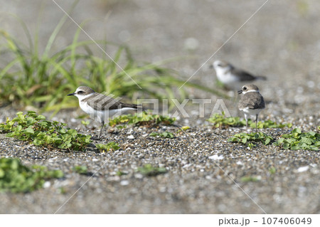 シロチドリ シロチドリ 107406049