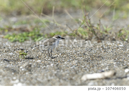 シロチドリ シロチドリ 107406050
