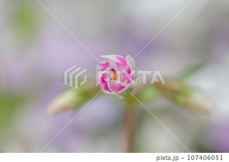 咲きかけの芝桜 咲きかけの芝桜 107406051